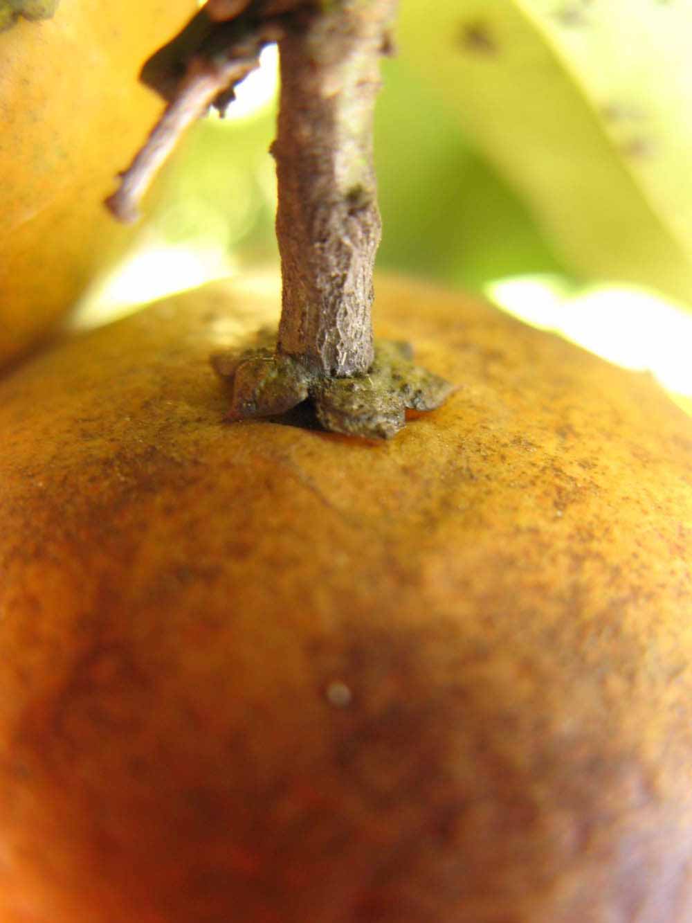              Fruit (Winter Haven, FL)       